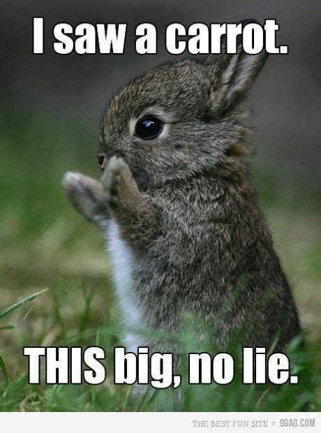 Funny Animal Quotes, Funny Animal Pictures, Cute Funny Animals, Animal Memes, Funny Bunnies ...