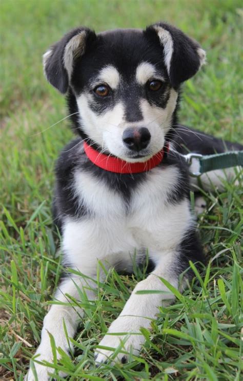 Chihuahua And Husky Mix Puppies | Dog Breed Information