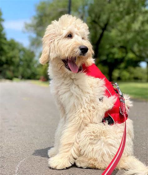 All Goldendoodle Colors and Patterns Explained (With Pictures)