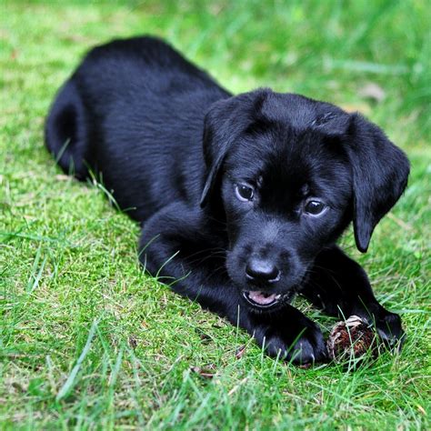 Black Lab Puppy Wallpapers - Wallpaper Cave