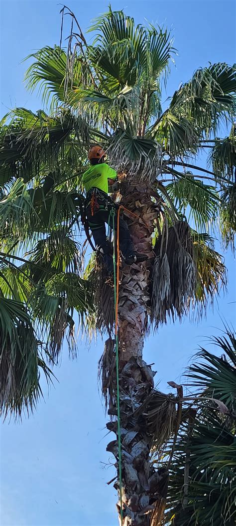 Tree Pruning - Mt. Pleasant Tree Service