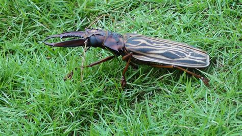 Let's do Some Zoology! - Macrodontia cervicornis …is a large species of...