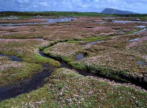 Salt marsh - Stock Image - E600/0104 - Science Photo Library