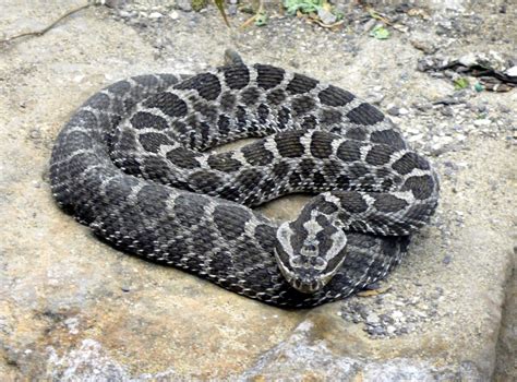 The World In Pictures: THE MEXICAN WEST COAST RATTLESNAKE