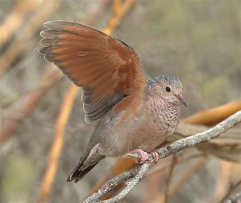 Common Ground Dove | San Diego Bird Spot