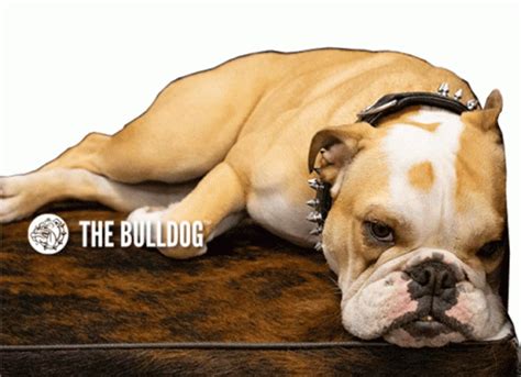 The Bulldog Bulldog Sticker - The Bulldog Bulldog The Bulldog Amsterdam - Discover & Share GIFs