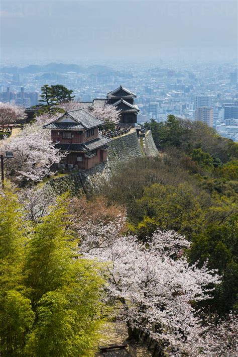 Japan, Shikoku, Matsuyama, Matsuyama castle at cherry blossom stock photo