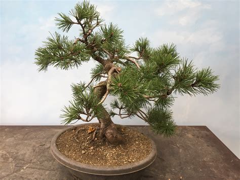 Studio Stories – Mugo pine makeover | John Hanby Bonsai