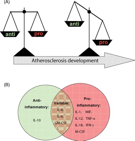 Categorization of cytokines into pro-atherogenic and anti-atherogenic ...