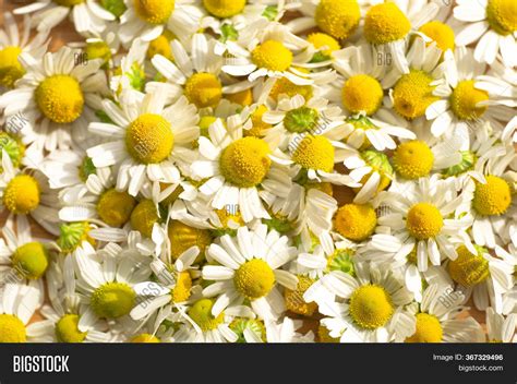 Chamomile Flowers Image & Photo (Free Trial) | Bigstock