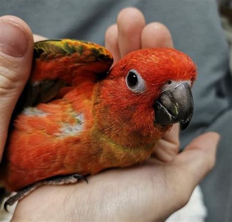 Red Factor Sun Conure