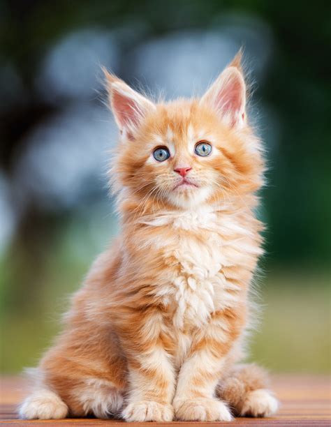 200 Marvellous Maine Coon Cat Names