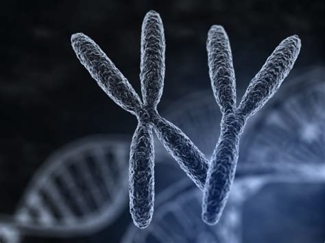 The X chromosome has been fully sequenced!