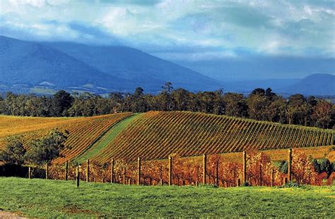 Yarra Valley Wineries Tour | Winery Tour From Melbourne