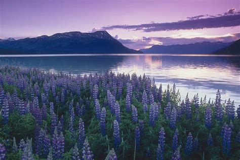 Sunset Turnagain Arm Field Of Lupine Wall Mural & Sunset Turnagain Arm ...