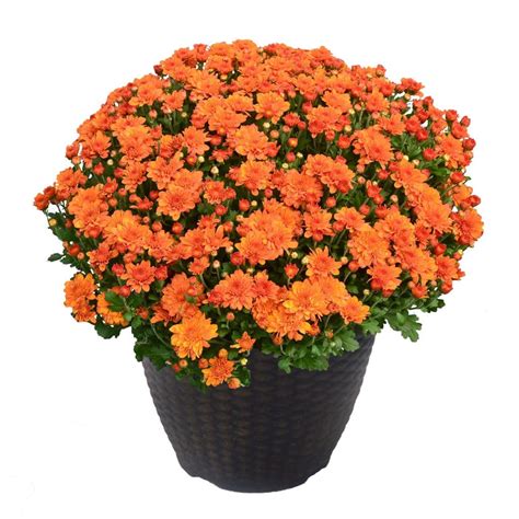 Chrysanthemum Orange (Mum) Plant 13 inch Decorative Pot – Plants Direct To You