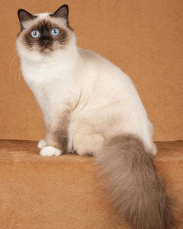 Balinese cat breed: Balinese cat breed