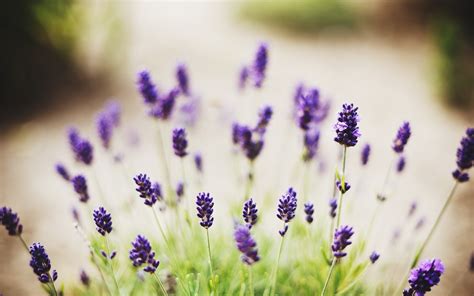 Lavender Flowers Desktop Backgrounds - Wallpaper, High Definition, High ...