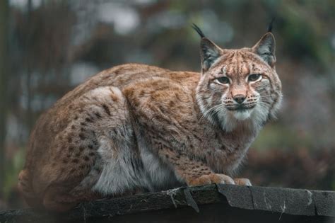 Premium Photo | Eurasian lynx