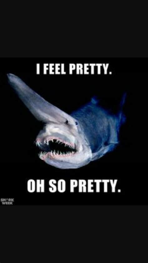 1000+ images about Shark Bait ... ooh ah ahh on Pinterest