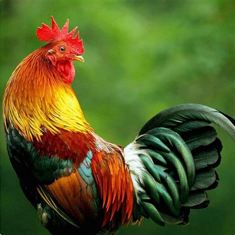Gorgeous colors on this stunning rooster. (No photo credit given) | Chickens backyard, Beautiful ...