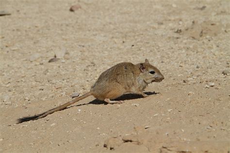 Fat Sand Rat (Psammomys obesus terrasanctae) פסמון | Flickr - Photo Sharing!