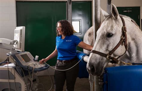 Mission » Large Animal Clinical Sciences » College of Veterinary Medicine » University of Florida