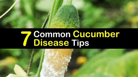 7 Common Cucumber Disease Tips