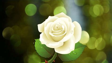 Download White Rose Flower Graphic Wallpaper | Wallpapers.com