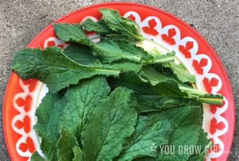 You Grow Girl - Recipe: Borage Leaf Soup