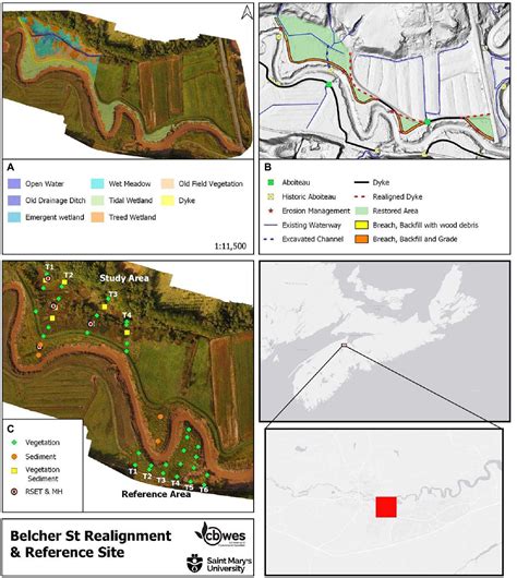 Frontiers | High sedimentation rates lead to rapid vegetation recovery in tidal brackish wetland ...