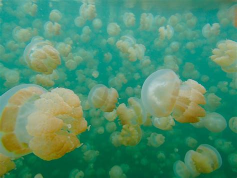 Life of Jelissa: Jellyfish Lake, Palau