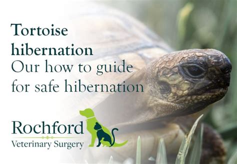 Tortoise Hibernation - Our how to guide for safe hibernation - Rochford ...