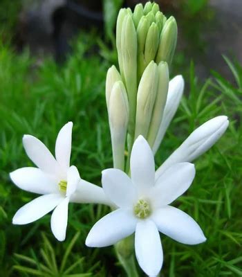 White Sampangi Flower In English | Best Flower Site