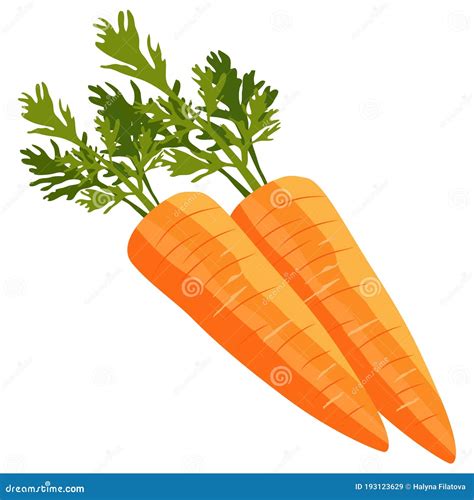 1308 Carrot, Drawing Carrots, Isolate on a White Background, Vector Illustration Stock Vector ...