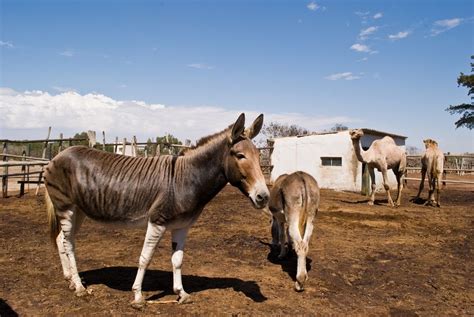 zonkey! | Zonkey, Horses, Animals