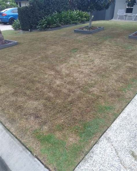 How To Get Rid Of Lawn Grubs In Brisbane - War Horse Mowing