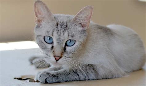 Lynx Point Siamese - My British Shorthair