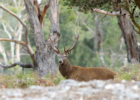 Best Deer Hunting In Nevada Maps