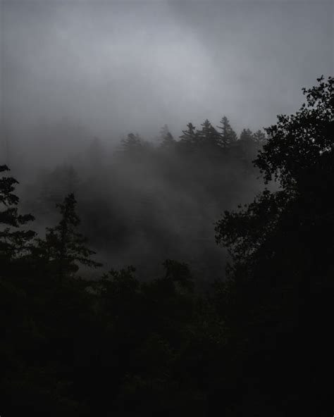 Free Photo | Misty landscape with a forest covered with fog under dark ...