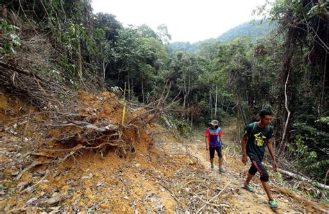 Logging near forest reserves has many negative effects | New Straits Times | Malaysia General ...