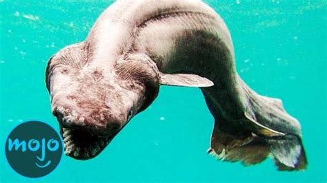 Top 10 Creepiest Underwater Creatures That Actually Exist | Videos on WatchMojo.com