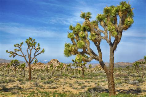 Joshua Tree National Park | Find Your Park