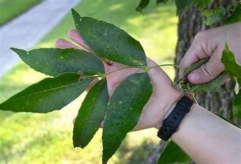 Homeowners have options with emerald ash borer | News ...