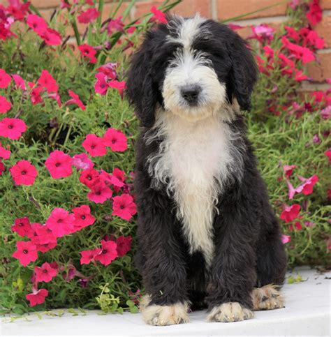 Mini Bernedoodle For Sale Sugarcreek, OH Female- Patsy – AC Puppies LLC