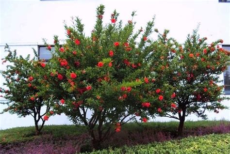 Backyard With Pomegranate Trees : Growing Pomegranate Trees In Your ...