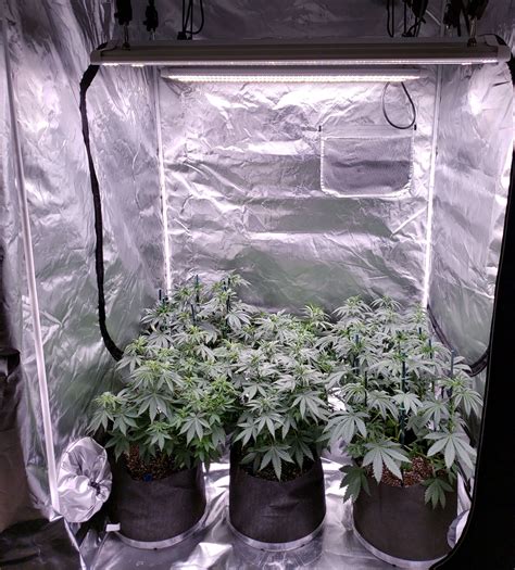 Which LED Grow Lights Are Best for Growing Cannabis? | Grow Weed Easy