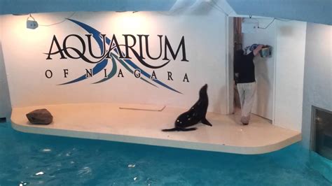 Aquarium Of Niagara - YouTube