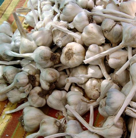 Garlic Cloves Free Stock Photo - Public Domain Pictures