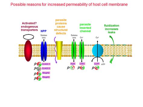 Possible reasons for increased permeability of host cell membrane